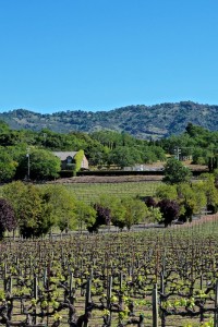 Silverado Trail, Napa Valley